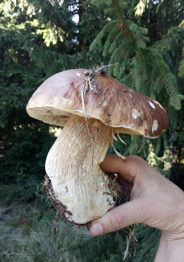 Bat'kivska Hata Stari Kuty Exteriör bild